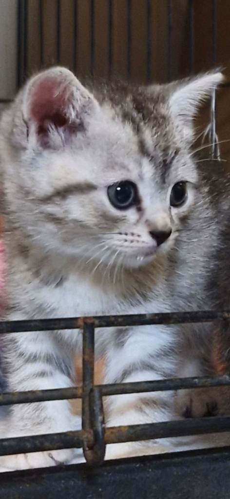 British shorthair cross kittens 