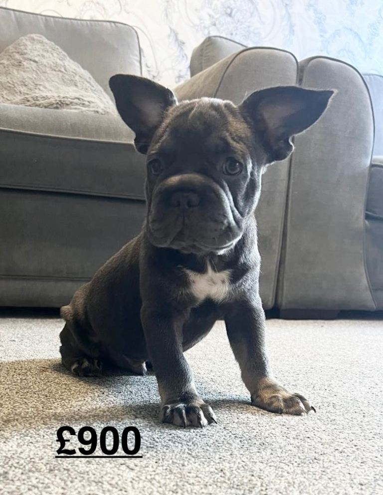 French bulldog puppies!!