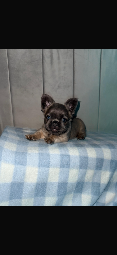 fluffy french bulldog puppy (price reduced)