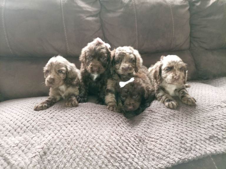Cocker spaniel puppies