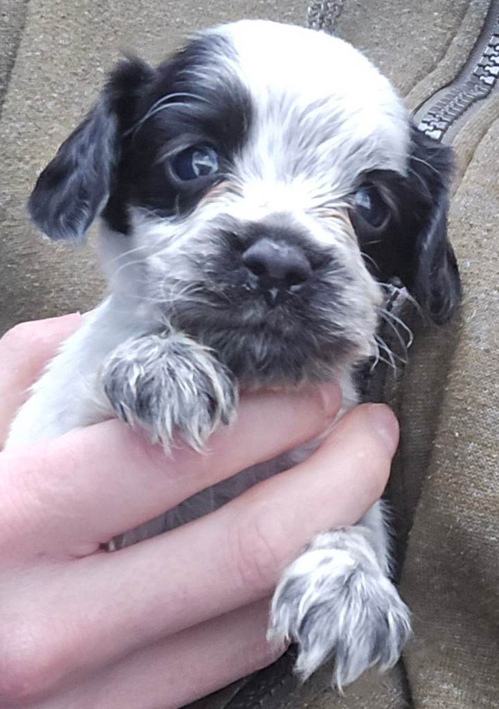 8 Blue roan cocker Spaniel pups