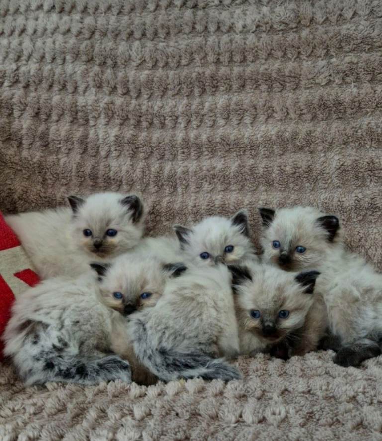 Ragdoll kittens  READY NOW 