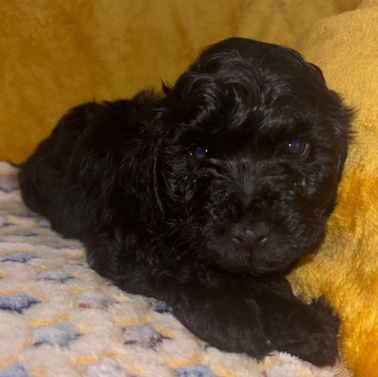 Adorable Black Cockapoo Puppy Looking for a Loving Home