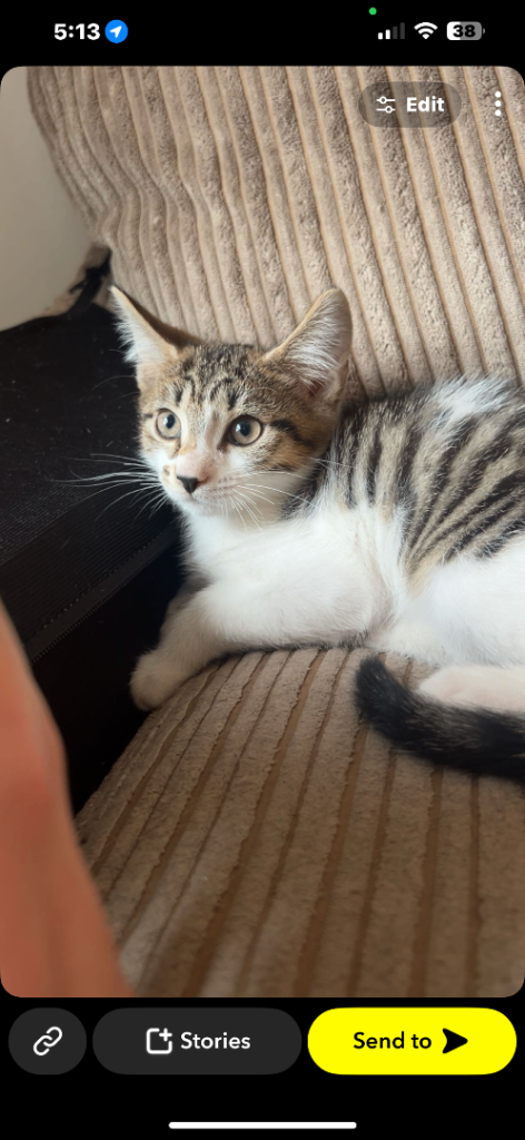 9 weeks old looking for there forever home 