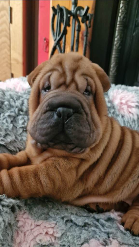 Beautiful Shar Pei Puppies 