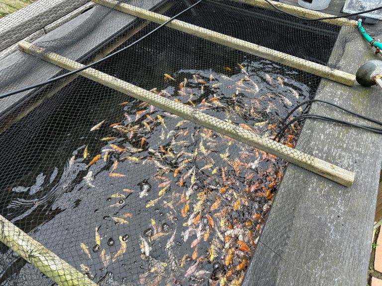 Japanese koi 7 for £50 selling all my 2/3 inch