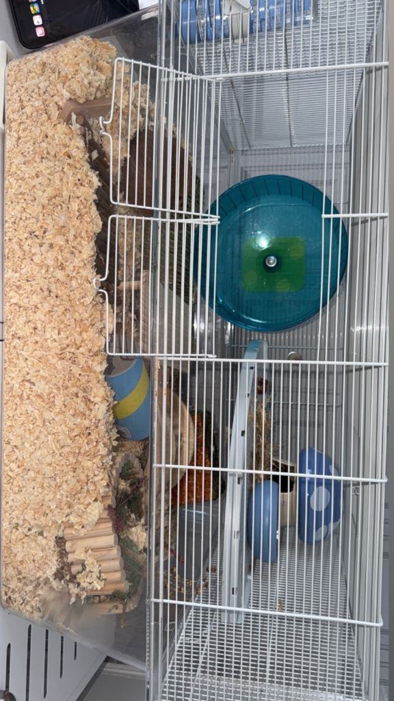 Black and White Syrian hamster