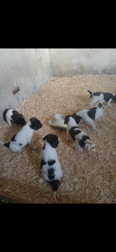 KC Springer Spaniel puppies for sale 