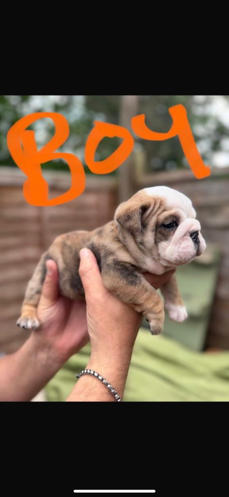 5 WEEK OL BRITTISH BULLDOGS 