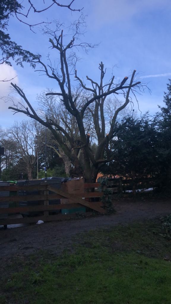 Tree removal tree service tree cutting stump grinder 