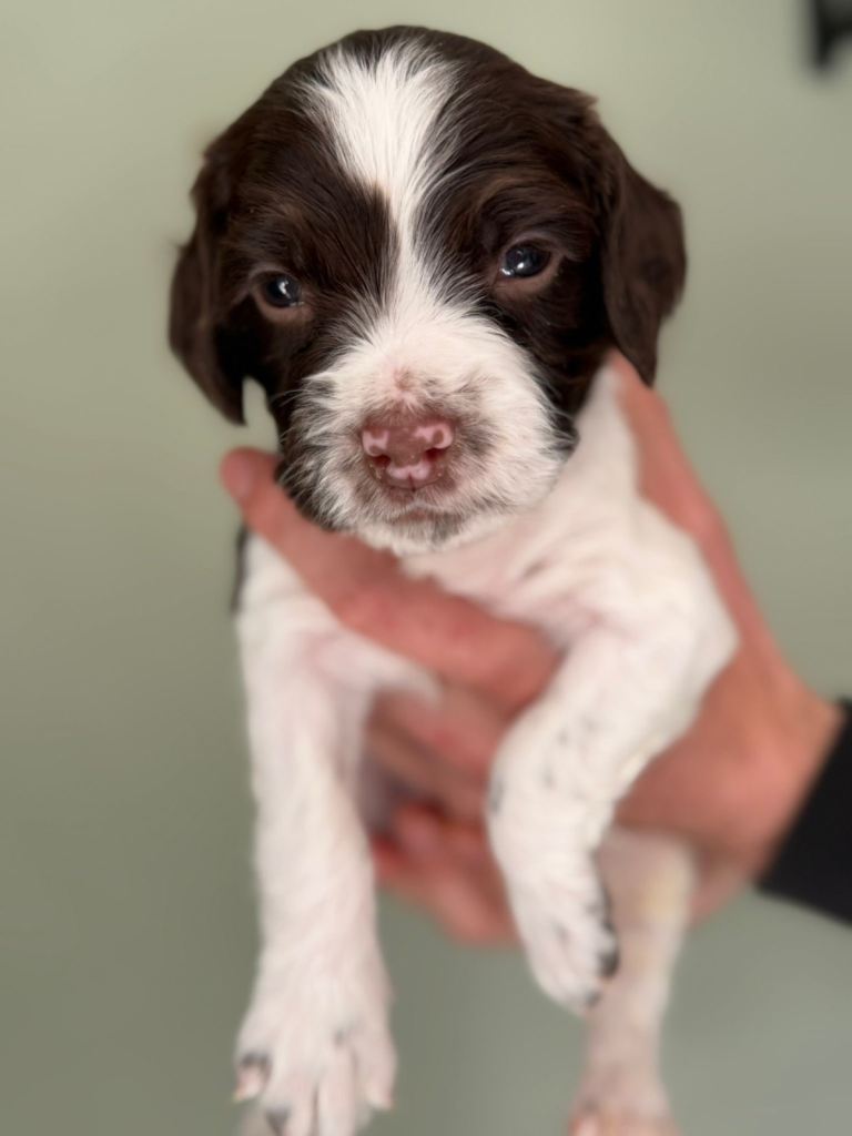 KC Registered Springer Spaniel Puppies