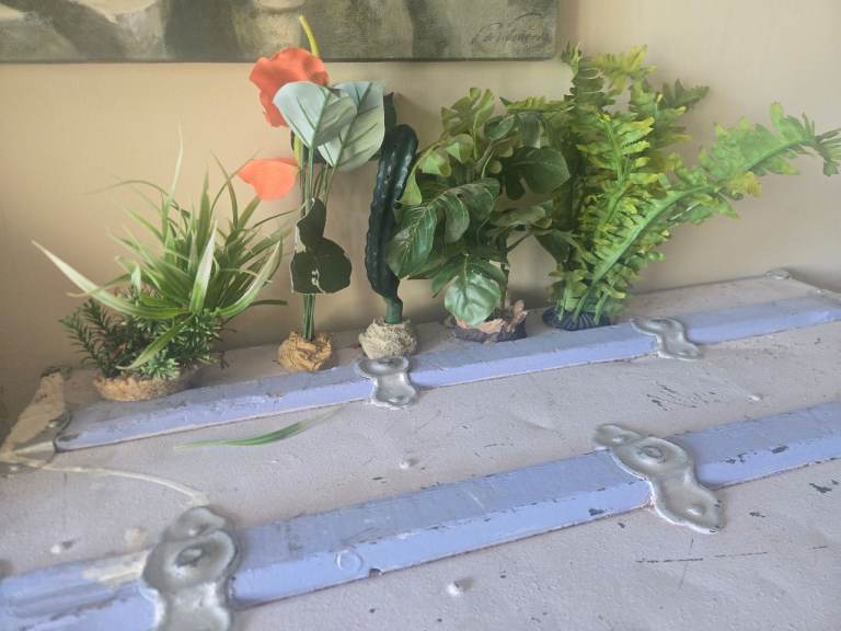 Selection of vivarium plants 