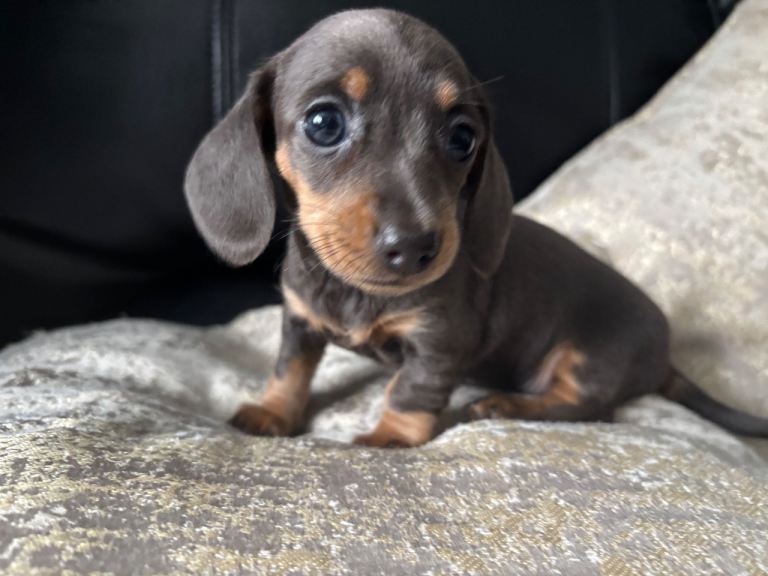 Miniature dachshund 