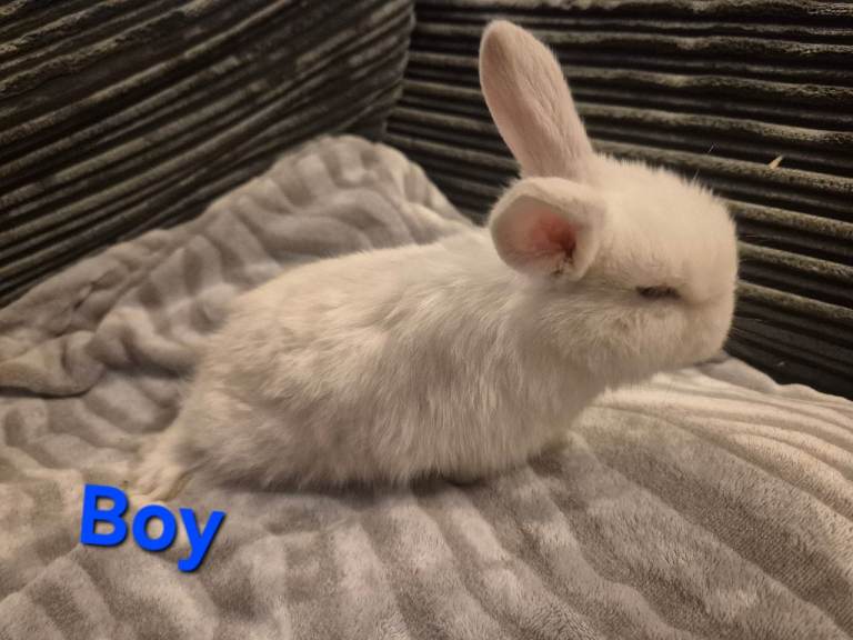 5 beautiful mini lop babies 