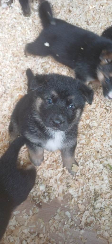 German shepherd pups
