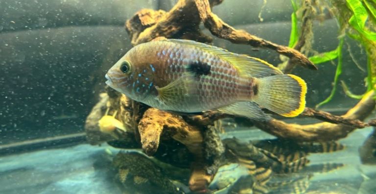 Royal Plec & Cichlids 