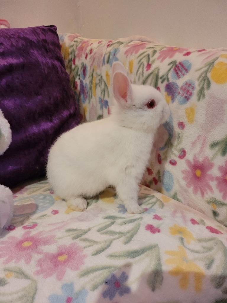 Purebred Netherland dwarf Rew Male