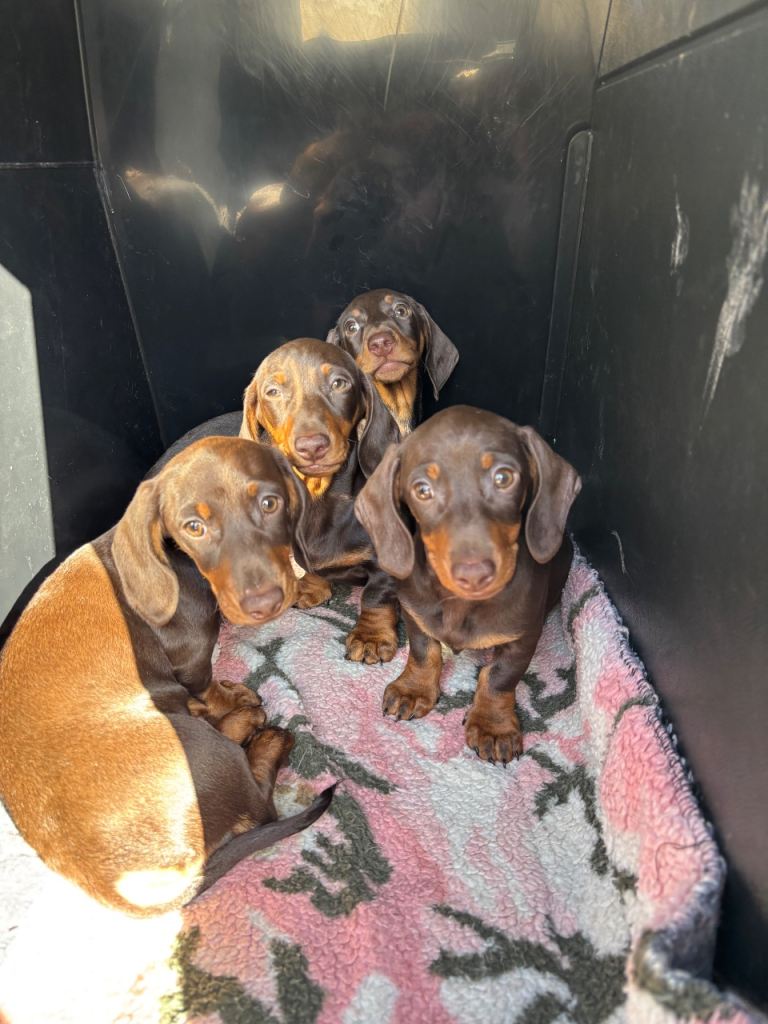 Mini chocolate and tan dachshunds