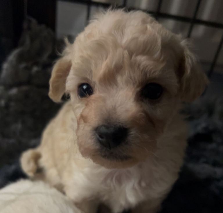 Beautiful Poochon Puppies for sale 