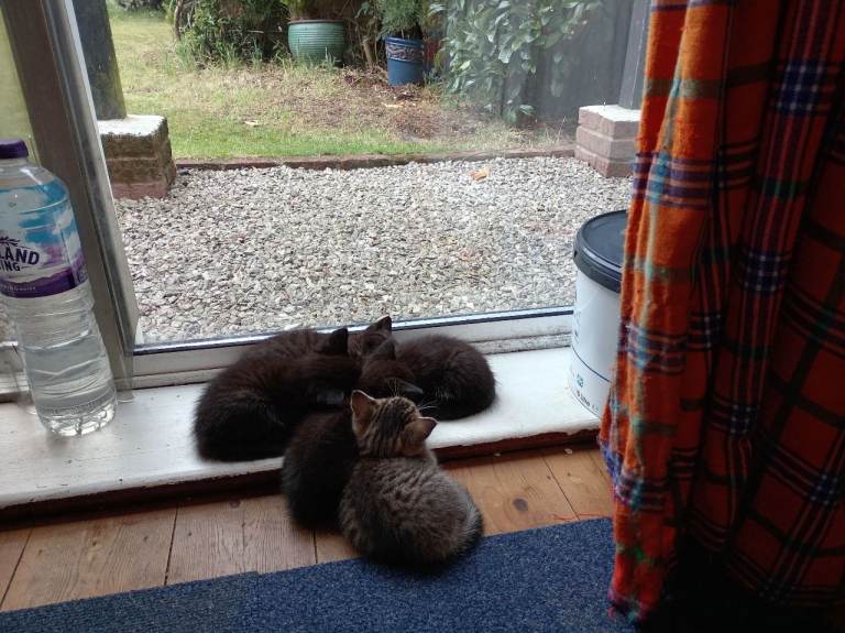 Kittens x3 girls