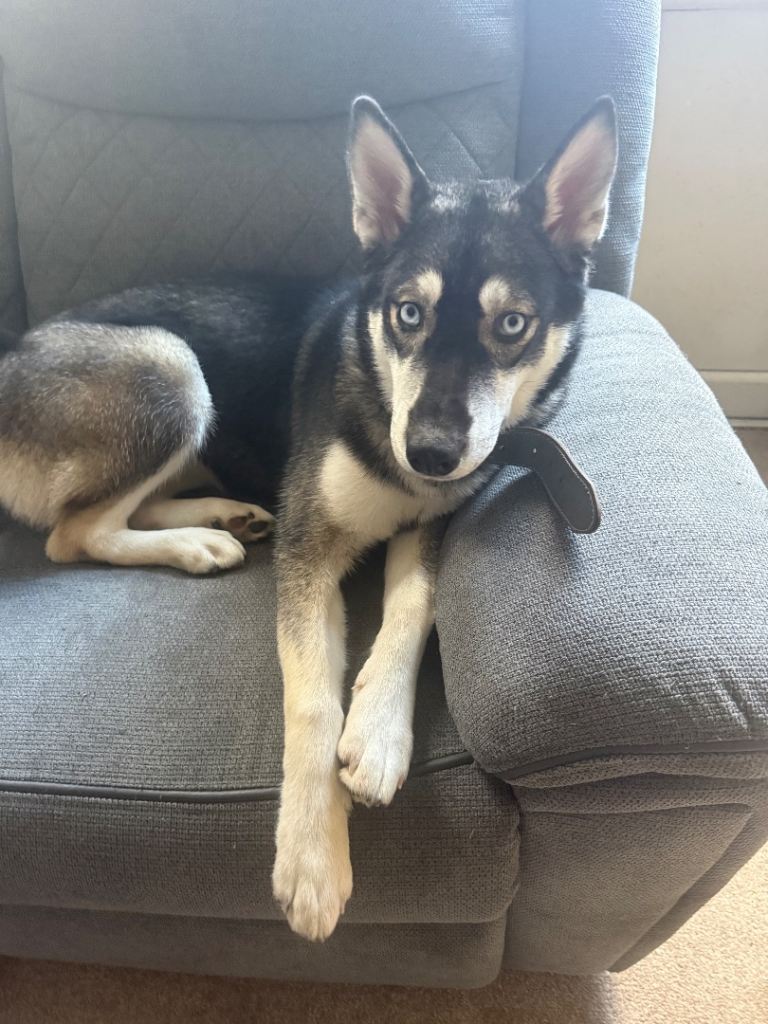 6 month old husky 