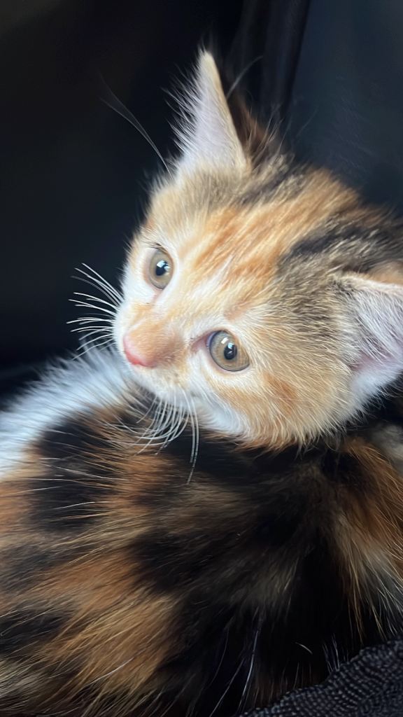 2 month old calico kitten
