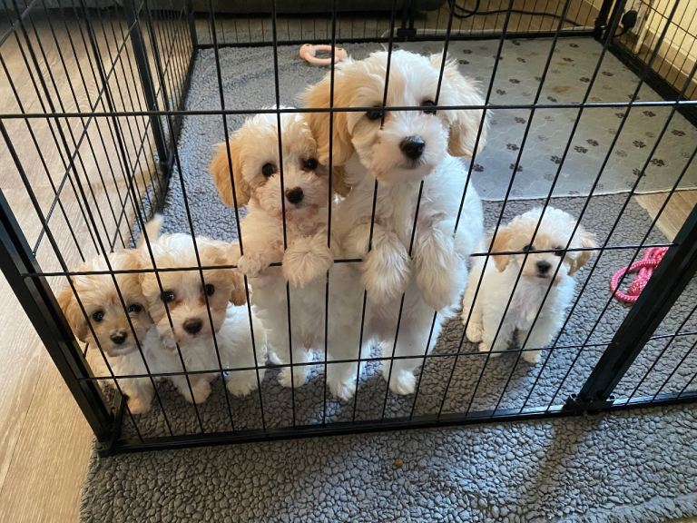 Cavapoochon puppies microchipped and come with 5 weeks free insurance 