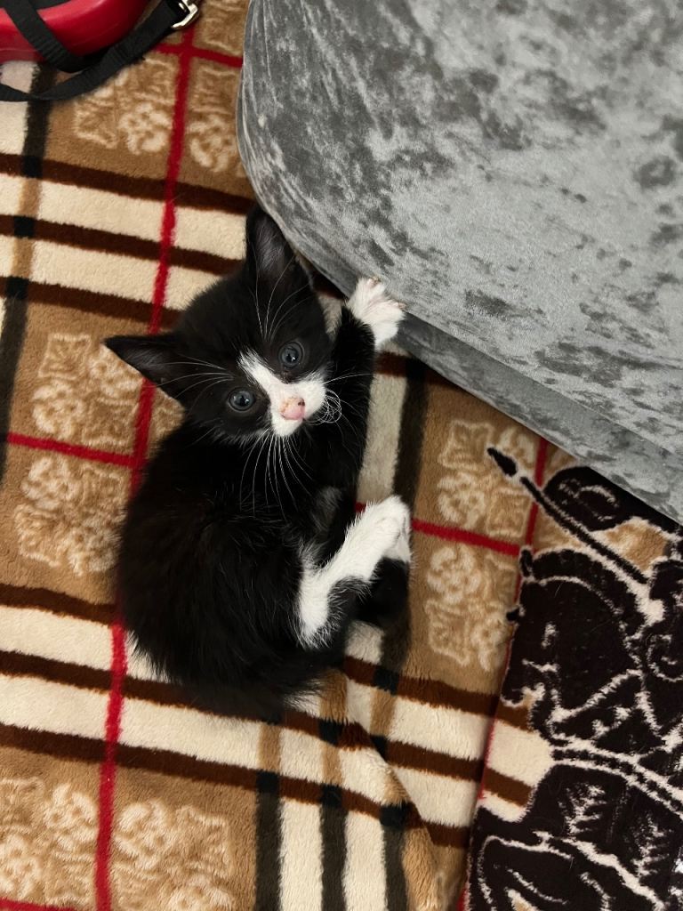 Kittens for sale 