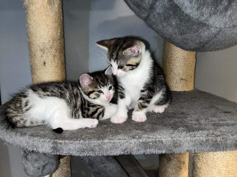 Beautiful half Maine coons kittens ONLY 2 boys left 