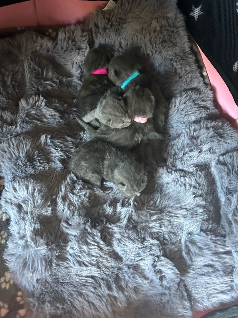 Five bsh  blues ready to leave 17th june good homes only 