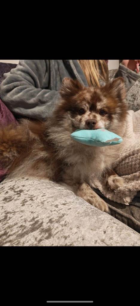 Beautiful Pomeranian Puppies 