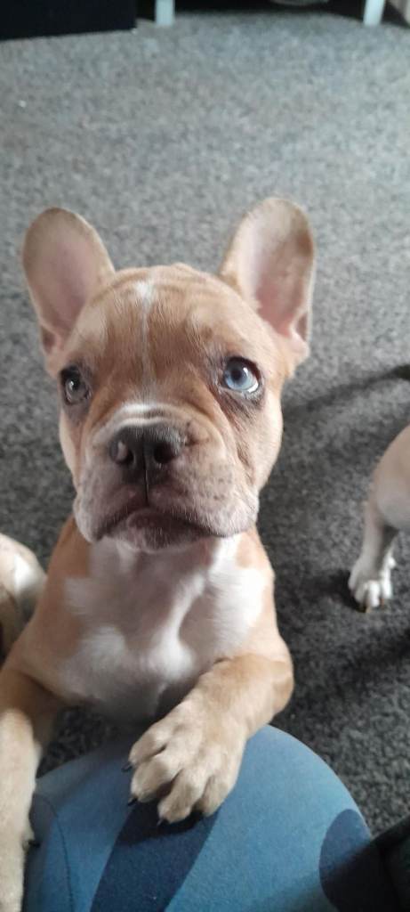 French bulldog puppies 
