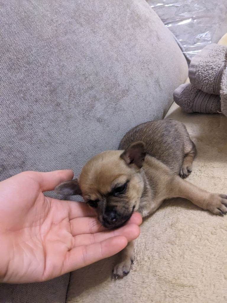 Brown Chihuahua