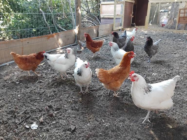 Mixed flock of healthy chickens for sale