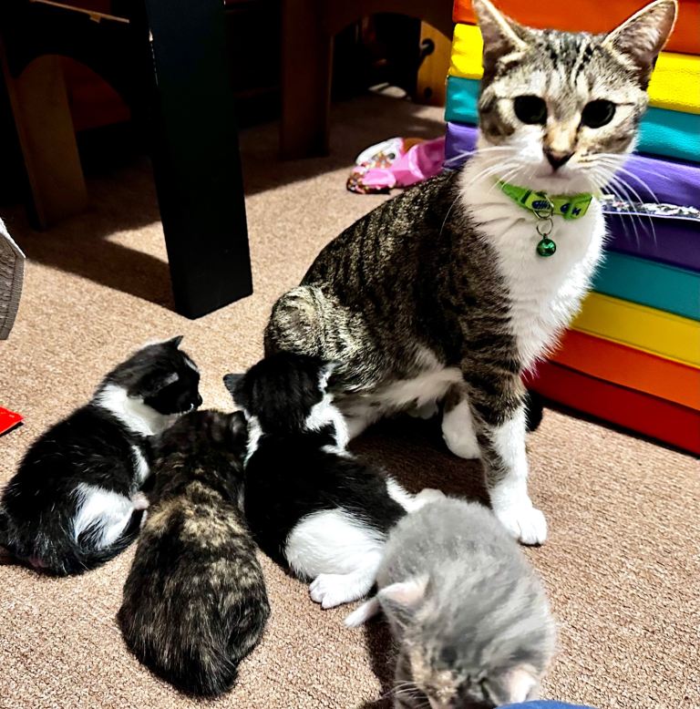 Kittens. Ready in April- x4 Tuxedo Tortoise Grey