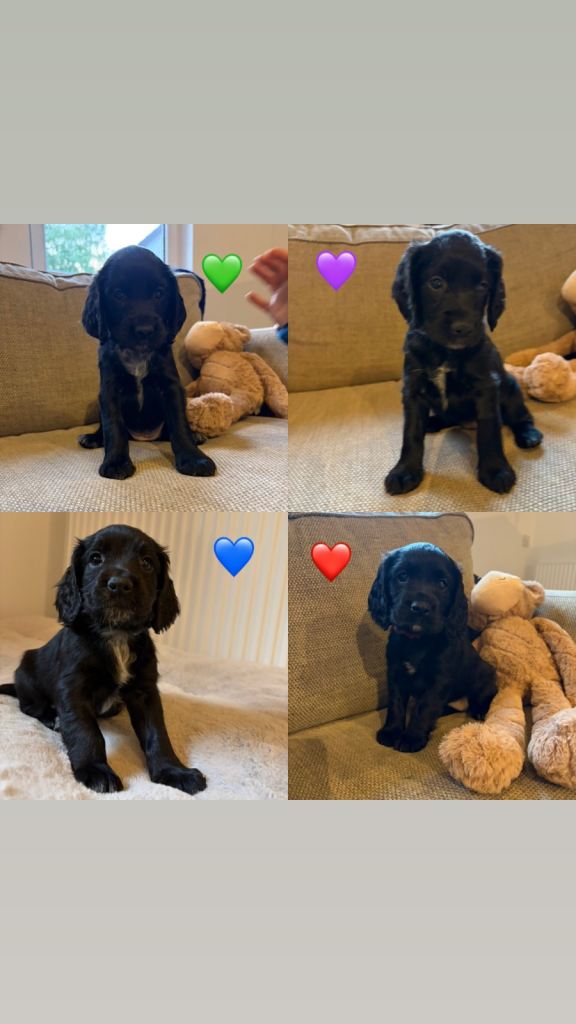 Black Cocker Puppys