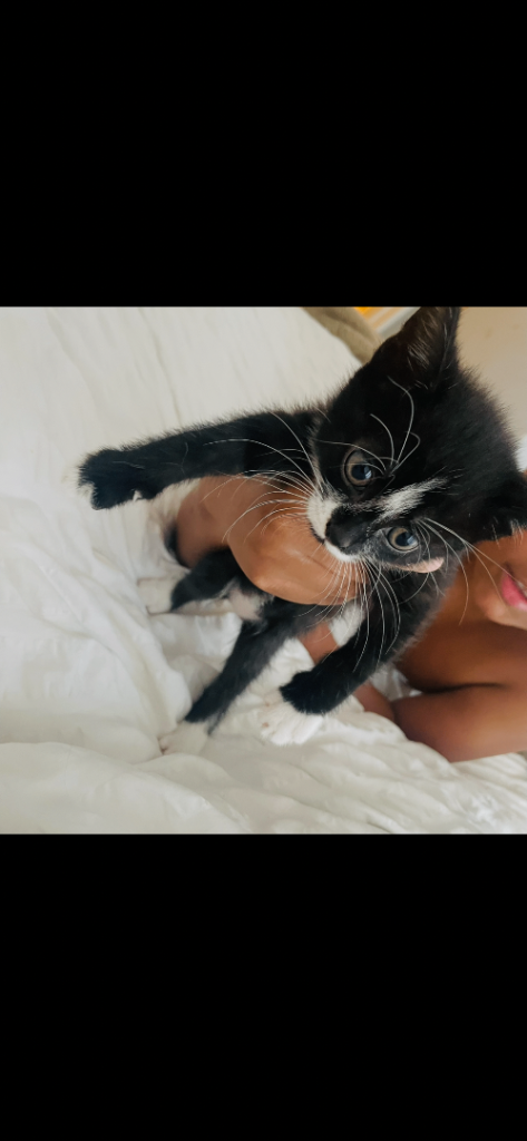 Cute Tuxedo kittens for sale boy & girl 