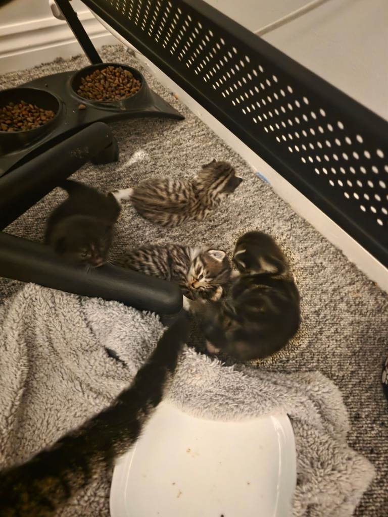 LOOKING FOR THEIR FOREVER HOME.