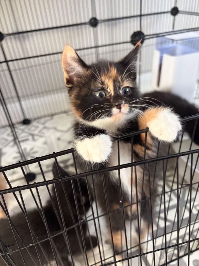 Kittens 5 available