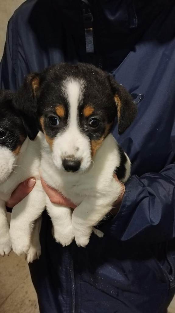 Jack Russell pups