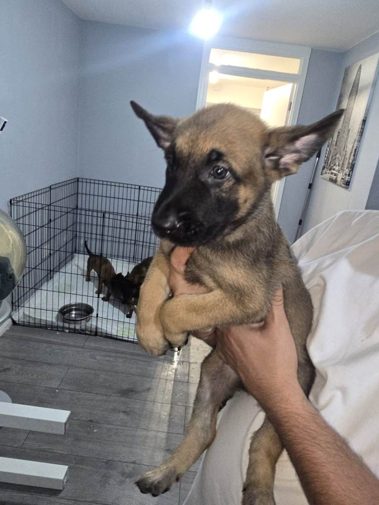 Belgian puppies 