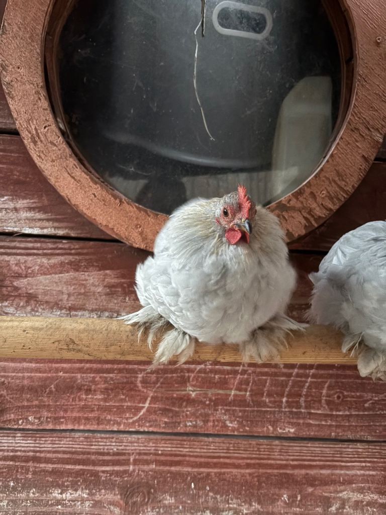 Pekin Pekin Bantam 