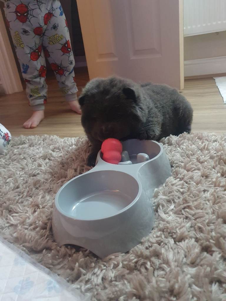 Chow chow puppy 