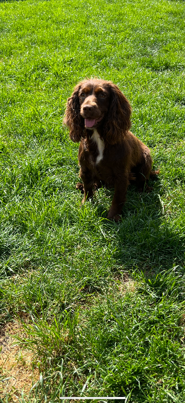 *KC REGISTERED COCKER SPANIEL PUPS*