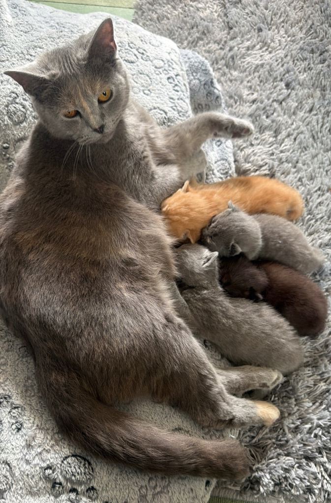British Shorthair Kittens