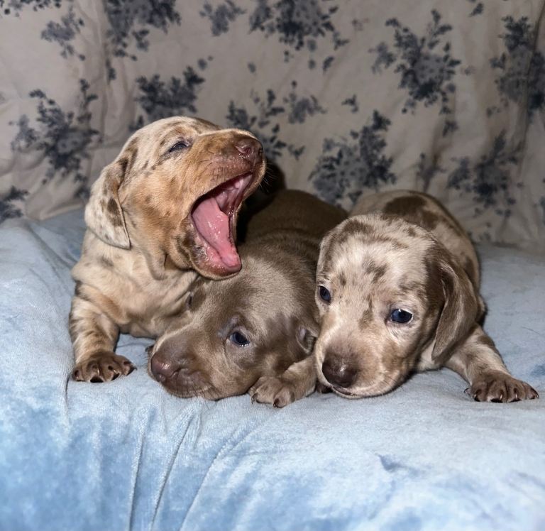 Dachshund puppies 