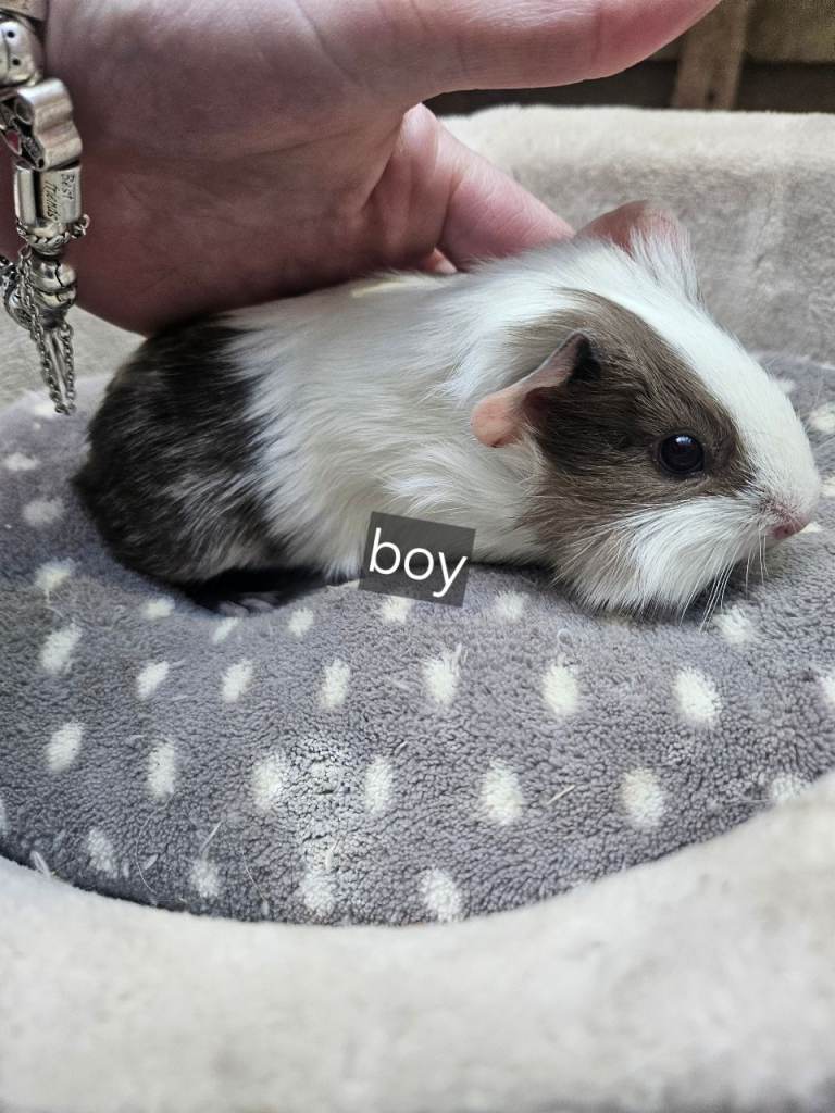 Baby boy guinea pigs