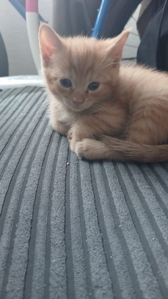 5 Kittens for sale
