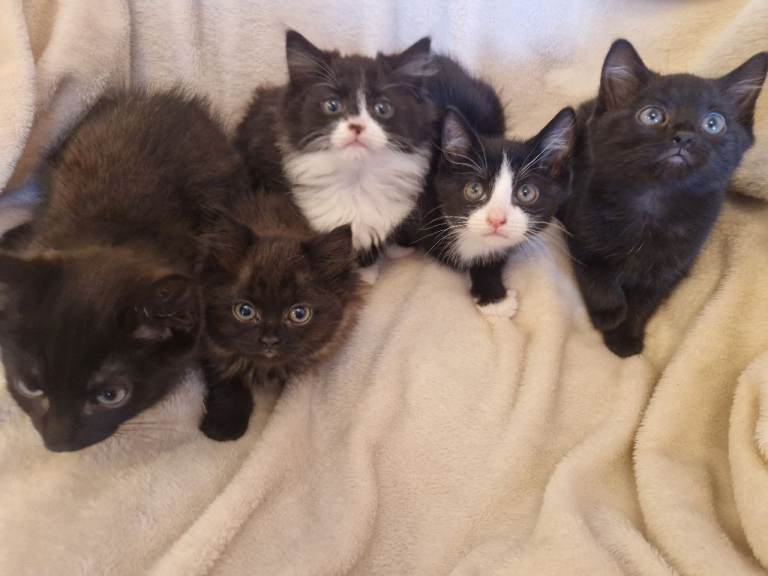 1 black boy kitten for sale others are sold