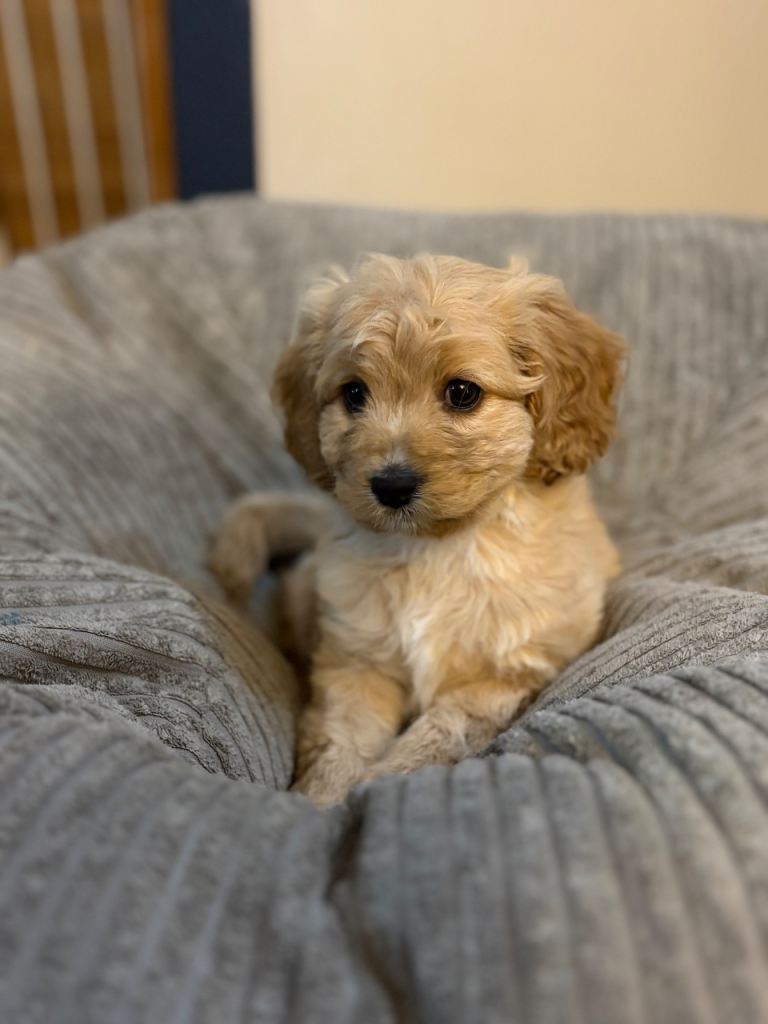 Beautiful Cavapoo